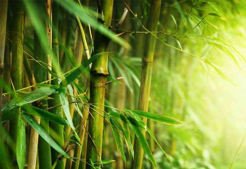 Idealna kombinacija bambusa i mikrovlakana za udobnost i toplinu tokom cijele godine